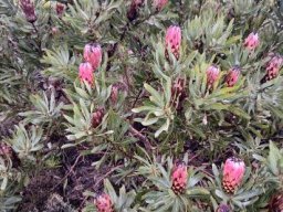 Protea neriifolia many flowerheads of different ages